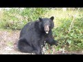 Bear likes berries