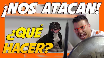 ¿Cómo reaccionar ante el ataque de un perro?