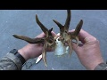 I shot one of the biggest roebucks ever in France!