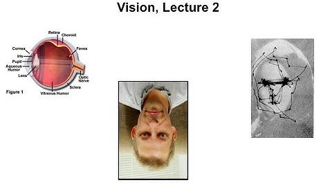 Introduction to Cognitive Science for Undergraduates, Lecture 12