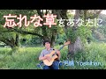 【歌謡曲】忘れな草をあなたに/菅原洋一/倍賞千恵子/芳晴(よしはる) Yoshiharu【ギター弾き語り】(歌詞つき)