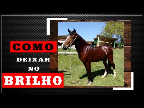 COMO DEIXAR CAVALO BRILHANDO