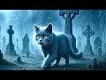 Can cats see Ghosts?👻 #livestreamwithyoutube #cat #britishshorthair #luna #graveyard #love #ghost