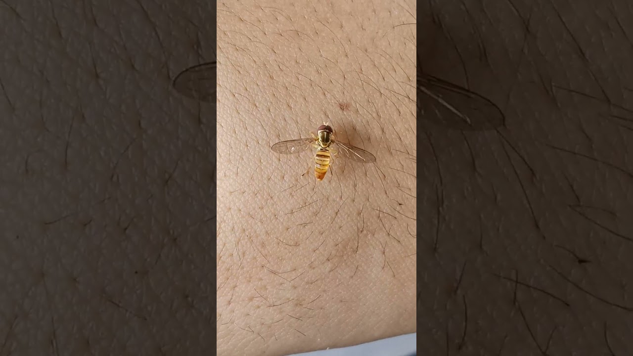 Mosca del maíz de la familia Syrphidae (Toxomerus politus)