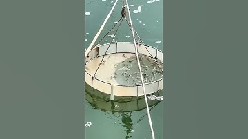 Mình đã phải ồ lên khi vào thăm trại nuôi tôm công nghệ cao này - QUÁ ĐẸP❗️❗️❗️#VũĐứcThiện #ViệtÚc