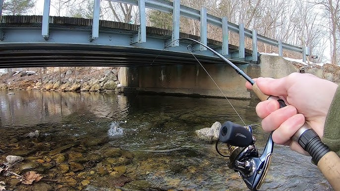 Creek Fishing for BIG TROUT! (Rainbow & Tiger Trout) 