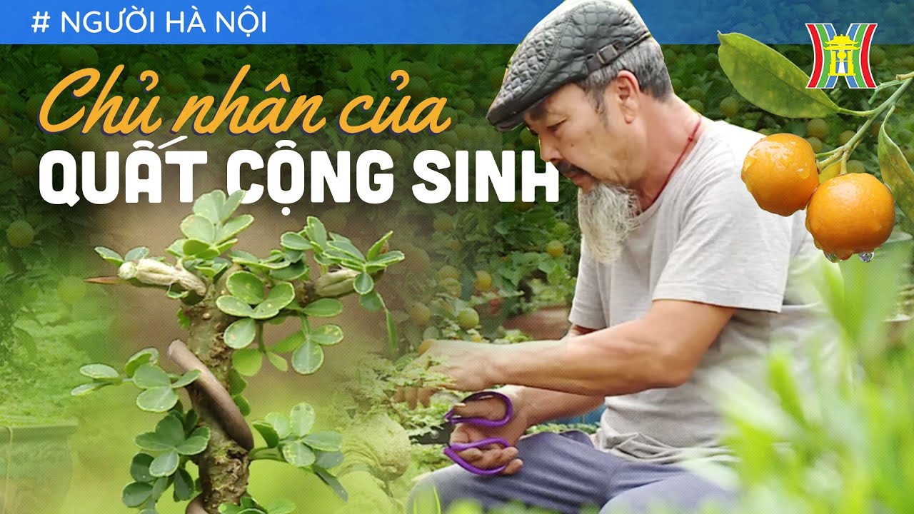 Thăng hoa với nghề làm quất cảnh đón Tết | Người Hà Nội