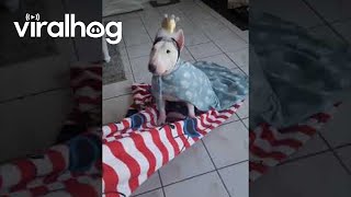 Majestic Miniature Bull Terrier || ViralHog