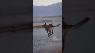 Belgian Malinois vs German Shepherd: Why The Military Switched And Never Looked Back #Dogs