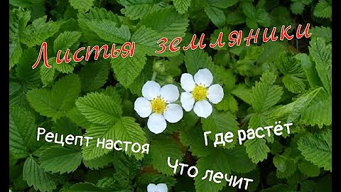 Листья земляники полезные свойства