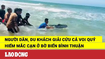 Người dân, du khách giải cứu cá voi quý hiếm mắc cạn ở bờ biển Bình Thuận | Báo Lao Động