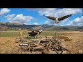 Welcome home idris resident male dyfi osprey returns and reunites with telyn 30 mar 2024 zoom