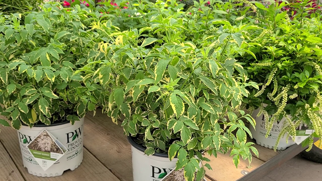 Sambucus 'Instant Karma' (European Elder) VARIEGATED foliage and large, lacy flower clusters!
