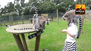 Lemur Feeding Experience