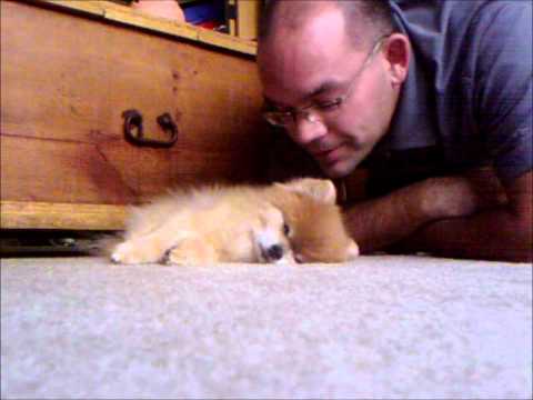 Video: Cavapom