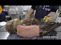 右翼骨折のオジロワシを道北で収容