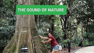 ASMR - Nature Sounds of a Forest