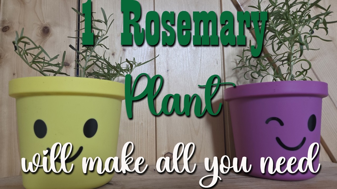 Размножение розмарина ~ Одно растение дает все необходимые вам растения