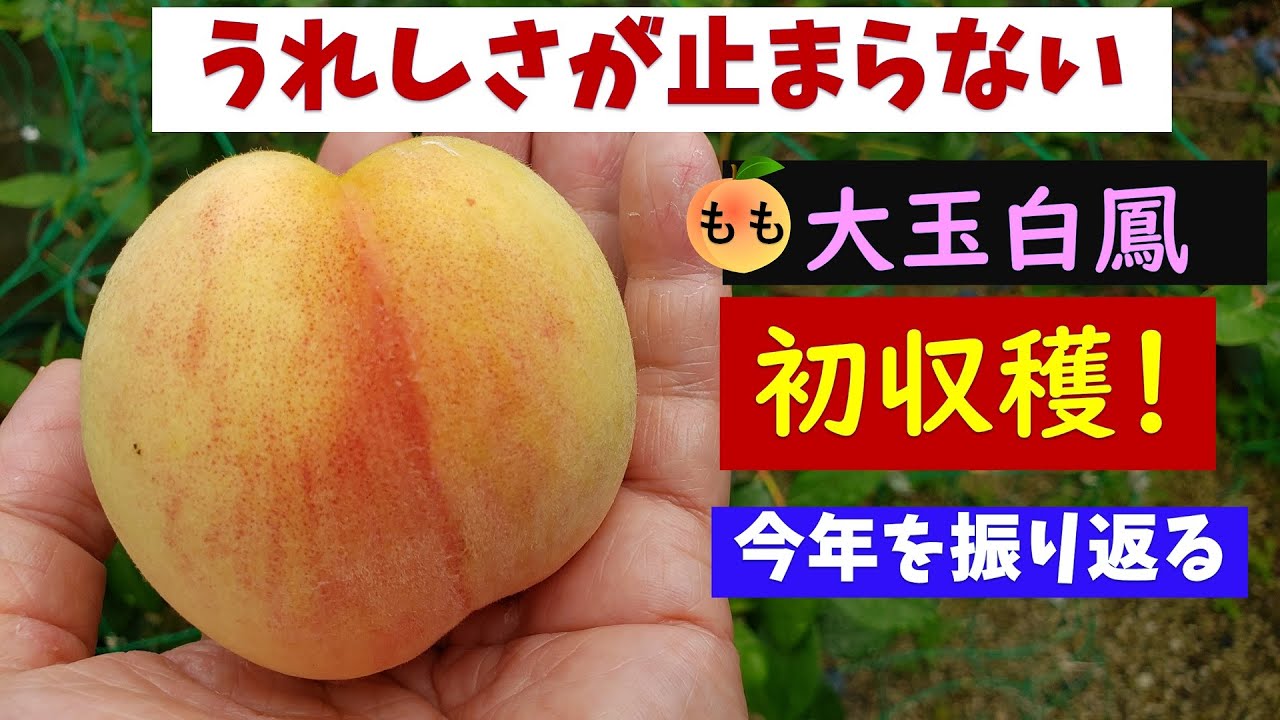 果樹栽培：桃「大玉白鳳」を収穫しました