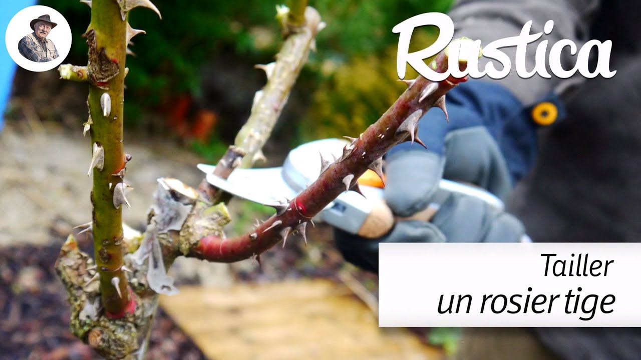 Tailler un rosier tige YouTube