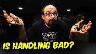 Should YOU Handle YOUR TARANTULA?