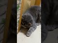 👆🏻Santai👆🏻 🐈video kucing🐈‍⬛ #kucing #pusa #قطة #iring#cat
