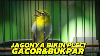 Pancingan PLECI gacorš„pancingan pleci malas bunyi
