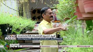 ലോക്ഡൗണിൽ തരംഗമായി മട്ടുപ്പാവ് കൃഷി | Lockdown Terrace Farming