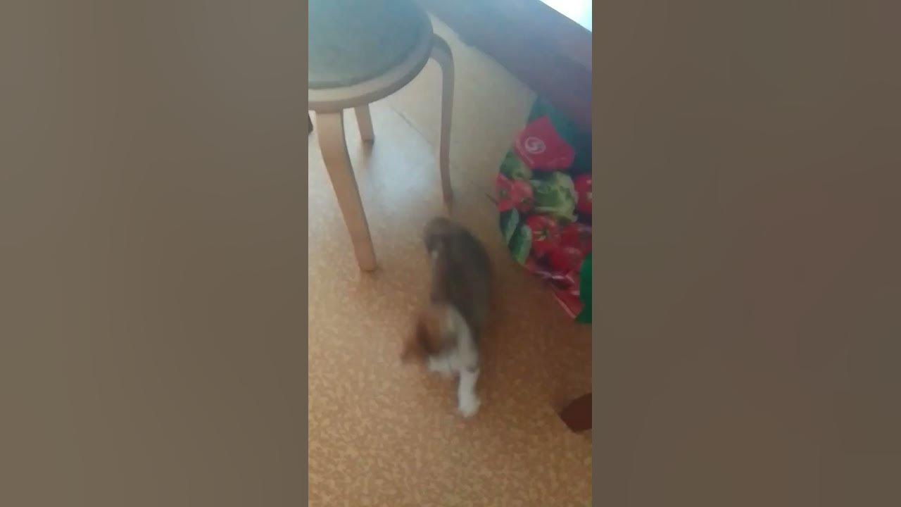 #котики #танцы - YouTube