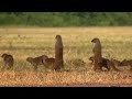 Gang Warfare for the Mongoose Mob | Banded Brothers | BBC Earth