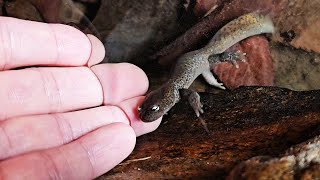 A salamander running to my hand like a puppy. It’s really amazing!