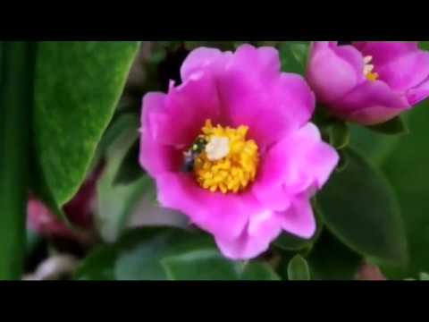 Ora Pro Nobis Rosa | Pereskia Grandifolia | polinização - thptnganamst.edu.vn