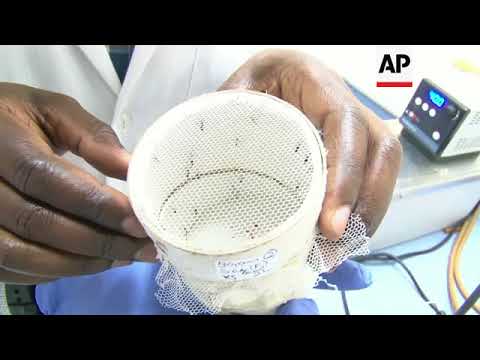Video: Menargetkan Ternak Untuk Eliminasi Malaria: Pengurangan Nyata Kelangsungan Hidup Anopheles Arabiensis Selama Lebih Dari Enam Bulan Menggunakan Formulasi Implan Ivermectin Pelepasan