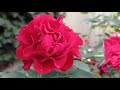 КЛУМБА С МАЯ ПО ДЕКАБРЬ.Красивый цветник с розами и многолетниками, миксбордер своими руками.