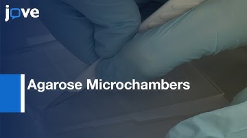 Agarose Microchambers:Long-Term Calcium Imaging-Caenorhabditis elegans