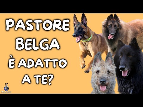 Video: Pastore belga