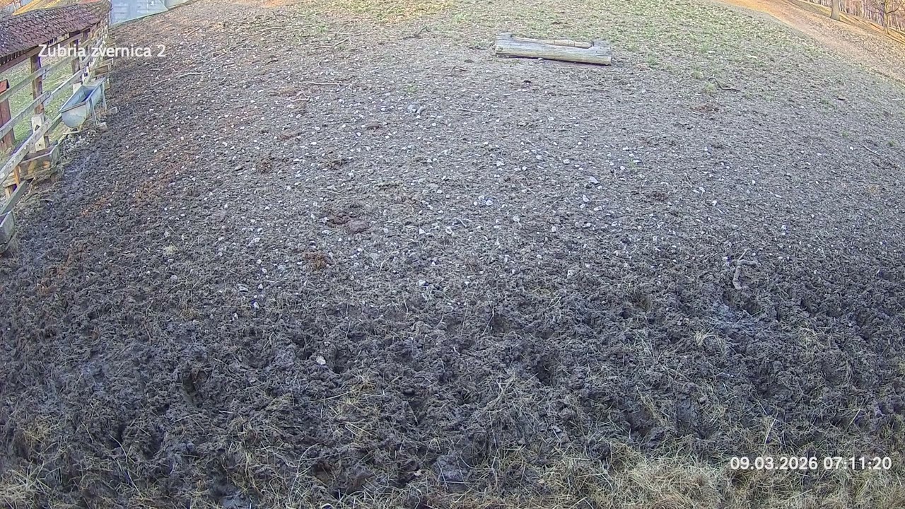 Zubria zvernica (cam213) 09.03.2026 o 07:14