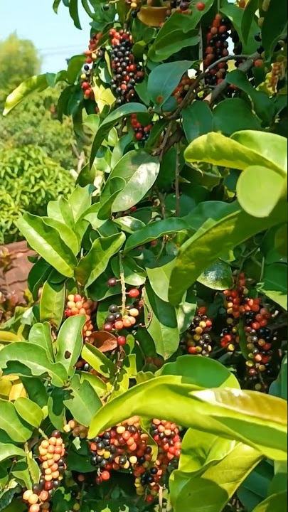 Pick berries #berries #buni