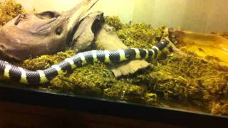 First video of my snake, shot it on iphone 4... the moss terrain you
see in is not moist, its a dry habitat. makes possible for ...