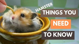 WATCH THIS BEFORE GETTING A HAMSTER  Hamster Care Tips