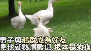 男子與公園鵝群成為好友！見到他就熱情歡迎,網笑：根本是狗狗！｜搞笑｜寵物｜狗狗｜鵝