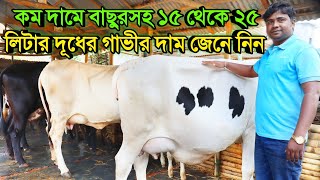 সরাসরি খামার থেকে কম দামে বাছুরসহ ১৫ থেকে ২৫ লিটার দুধের গাভীর দাম জেনে নিন |  Riya Dairy Farm