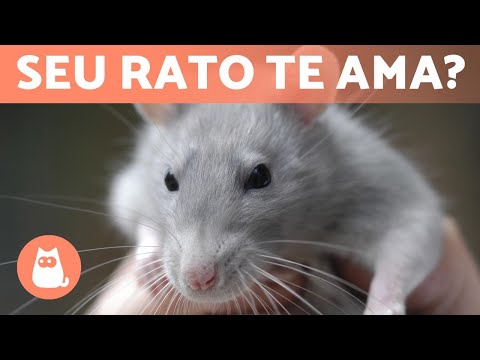 Vídeo: Faça a vida do seu rato de estimação mais interessante com os quebra-cabeças de alimentos