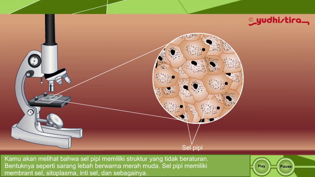 Perbedaan Struktur Sel  Epidermis Bawang Merah Dengan Sel  