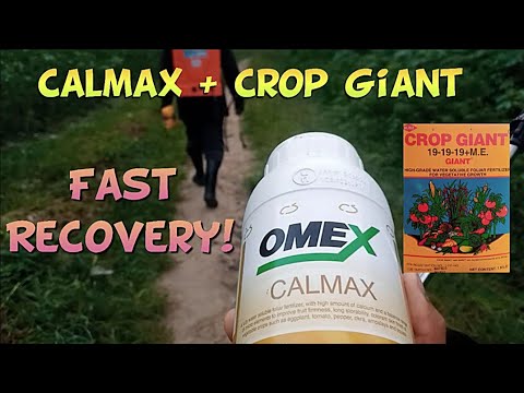 Calmax + Crop Giant for Fast Recovery. Talong Farming Tips.