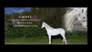 'Meet Ghost' White Walkaloosa Gelding For Sale (Barrel/Athletic/Trail)