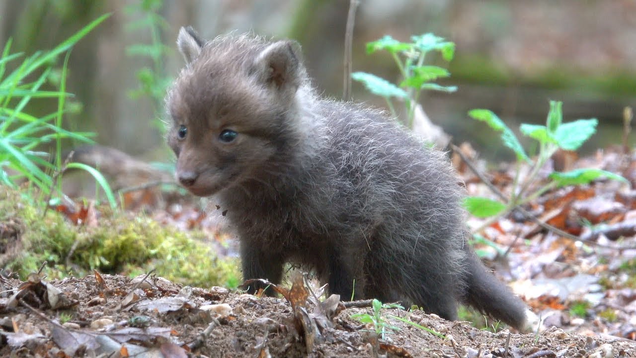 hornets font Red fox puppies (part 8.1). Beobachtungen am Fuchsbau. Eifel, Germany 9.5.2019