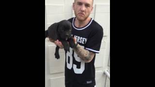 Ücretli Cane Corso Yavrularımız.. Burak Şen 05452438996 Bursa