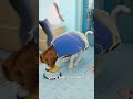 How A Street Dog Became Royalty 😮