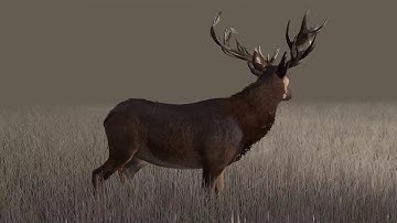 Iclone Animal Animation. Tutorial in description. Please view in 1080p